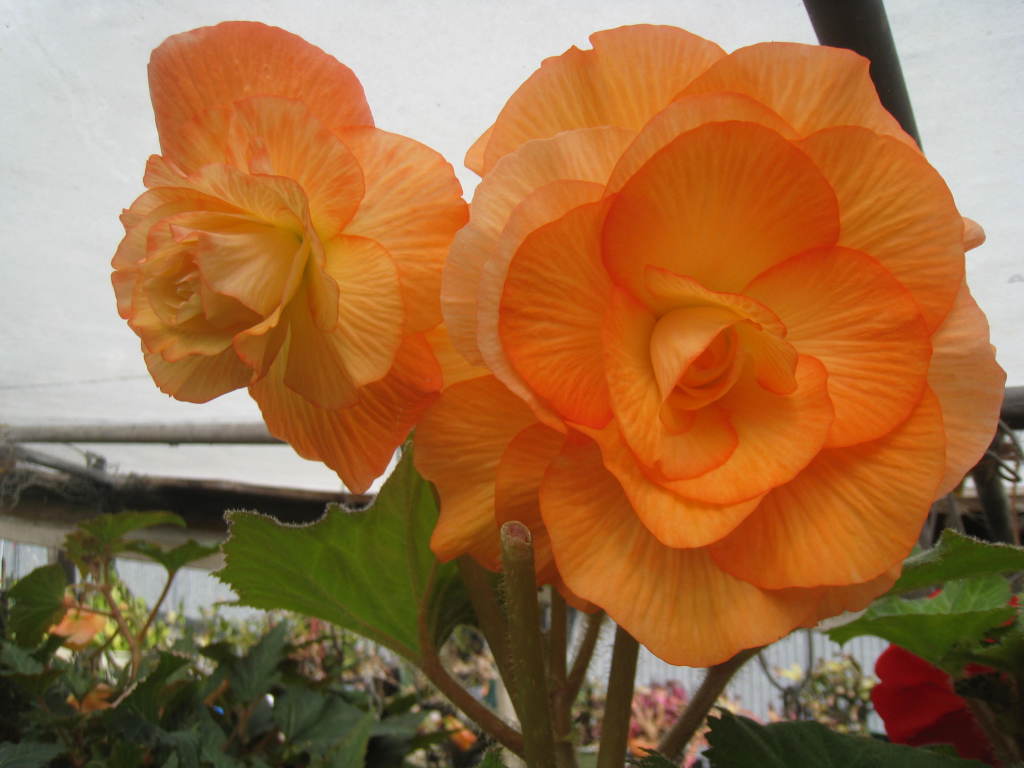B. ‘Excelsior’